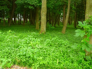 平成25年度国西第2回国分寺跡除草01