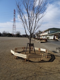 陽光桜2