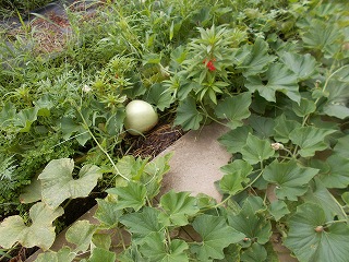R8yugao07271.jpg