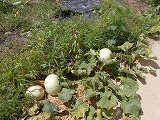 R8yugao0825.jpg