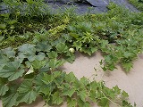 R8yugao1.jpg