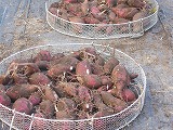 R7imohori4.jpg