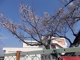 R7sakura1.jpg