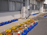 R7sakura2.jpg