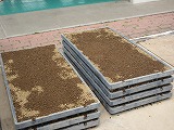 R70428tanemaki12.jpg
