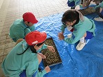 R80430tanemaki10.jpg