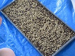 R80430tanemaki13.jpg