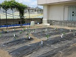 R80512yasai12.jpg