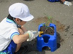 R80512yasai3.jpg
