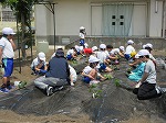 R80512yasai5.jpg