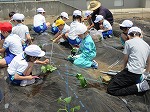 R80512yasai6.jpg