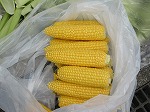 R80709tomorokoshi4.jpg