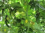 R80727shukaku3.jpg