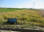 R81008inekari1.jpg