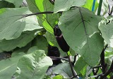 R70626yasai1.jpg