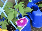 R70626yasai3.jpg