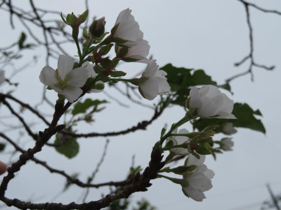 R20925桜02