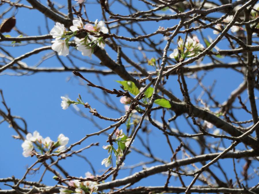 R20928桜04